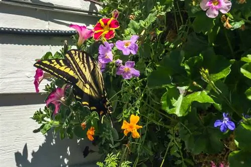 Orchidée du fermier annuelle