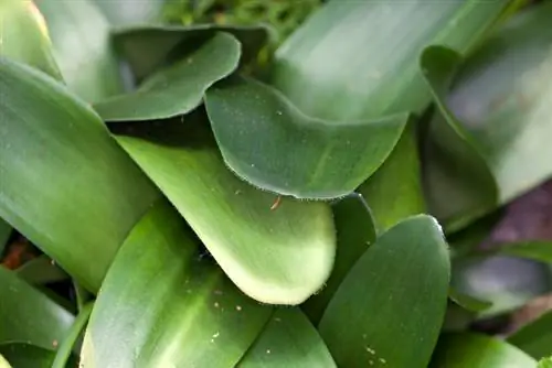 Overwintering elephant ear: Ganito nananatiling malusog ang iyong halaman