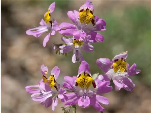 Sumažinkite ūkininko orchidėjas: taip skatinate žydėjimą