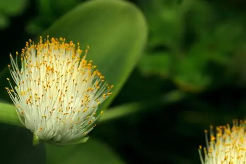 Olifantoorplant: giftig of onschadelijk voor huisdieren?