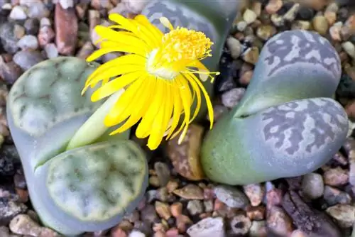 Living stone houseplant