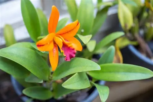 Cattleya without flowers