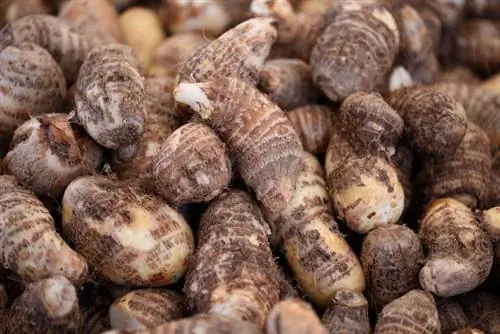 Elephant Ear Plant: Great variety in tubers and leaves