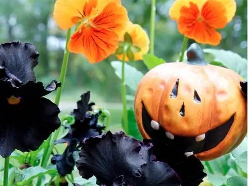 Plantas perennes en otoño