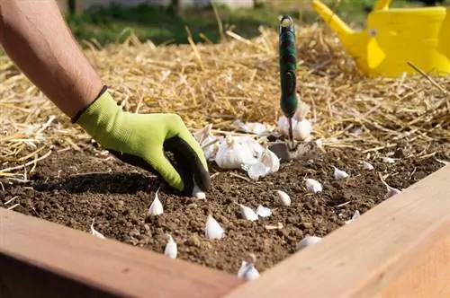 Growing garlic: Growing and harvesting it successfully – that’s how it works