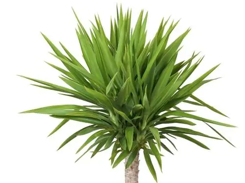 Yucca palm: Bagaimanakah cara saya mengelakkan selaran matahari?