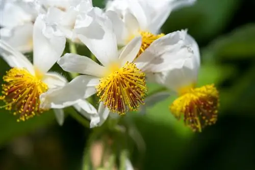 Indoor linden blossom