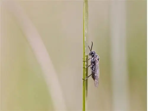 Combattimento di coleotteri alati alati sfrangiati