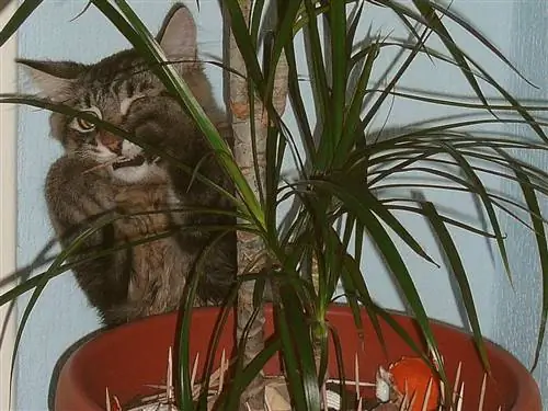 Dracaena venenosa para gatos