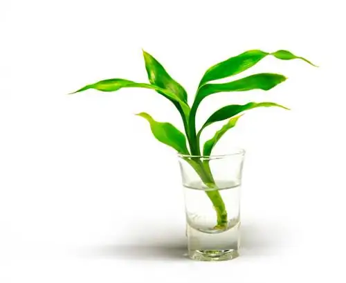 Dracaena hydroponics