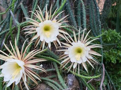 Cactus Serpiente Reina de la Noche