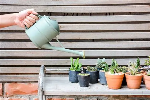 Cactussen succesvol water geven: wanneer, hoe en hoe vaak?