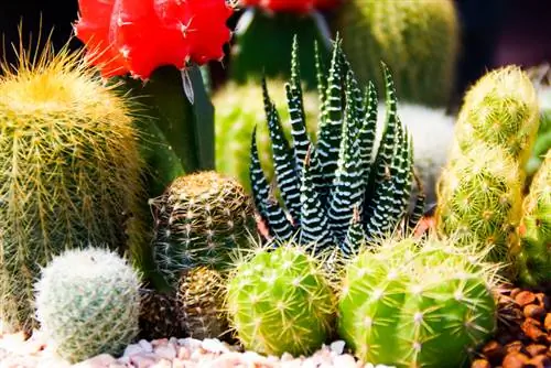 Cactussen in topvorm: instructies voor optimale verzorging