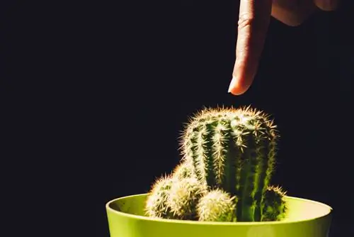 Piantare germogli di cactus: passo dopo passo verso il successo