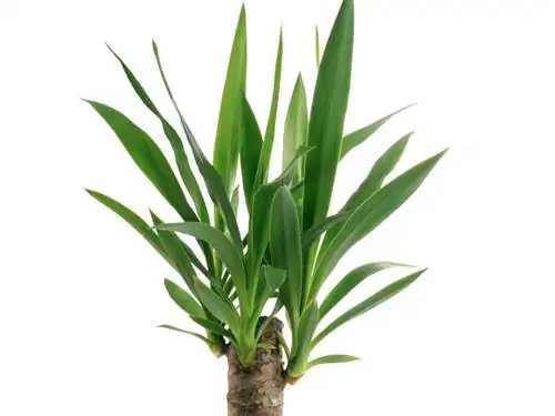 Palm lily kukua shina mpya