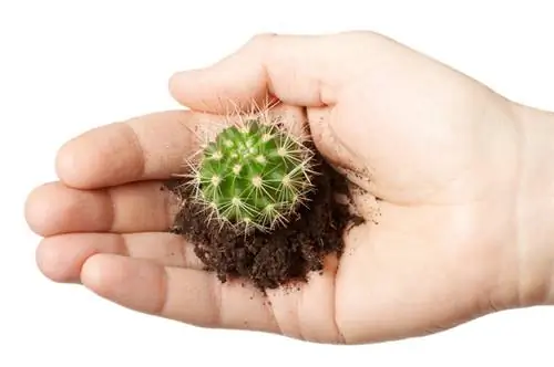 Beautés épineuses : Comment planter correctement des cactus ?