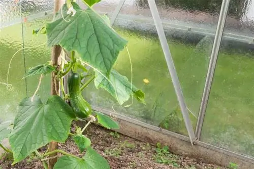 Légumes en serre : une culture de légumes réussie toute l'année