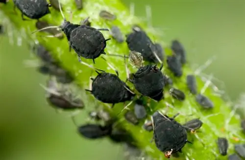 In die kweekhuis: metodes om plantluise te bestry