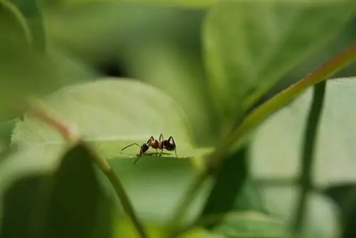 مبارزه با مورچه های گلخانه ای