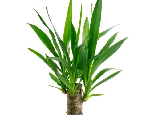 Stamsny van yucca-palms: maak dit sin of nie?