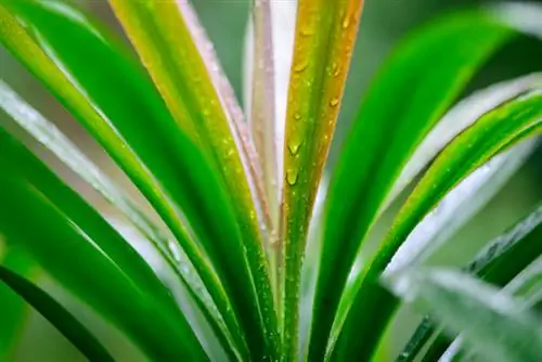 Growing dragon tree shoots