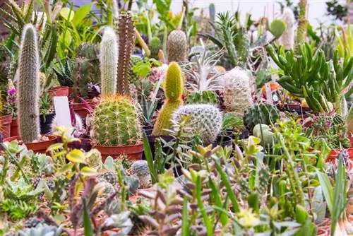 Tipus de cactus per a cada habitació: quins són els adequats per a tu?