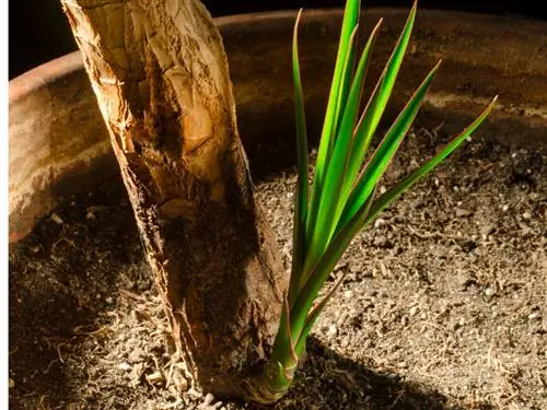 Pulling a dragon tree cutting: instructions and tips for care