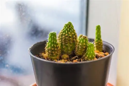 Cactos durante o inverno: como sobreviver à estação fria