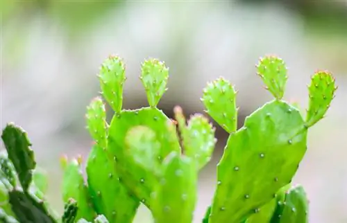 Mga pinagputulan ng Cacti