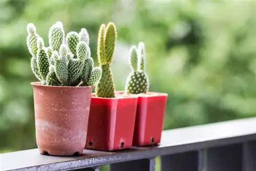 Outdoor cacti