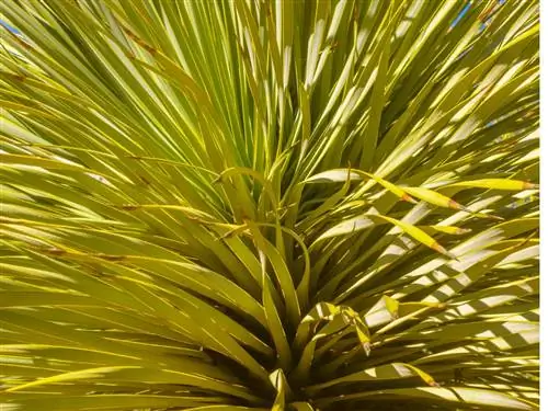 Yucca Rostrata yang melewati musim dingin: Tips untuk perawatan yang tepat