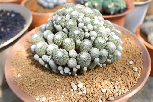 Plant kaktusse in sand: geskikte tipes en instruksies