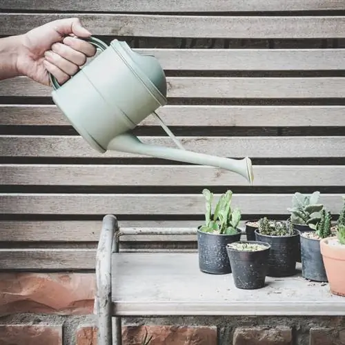 Cactussen: bruine vlekken en hoe je ze kunt voorkomen