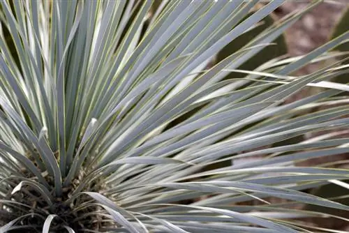 Yucca Rostrata-versorging: wenke vir die bloublaar palmlelie