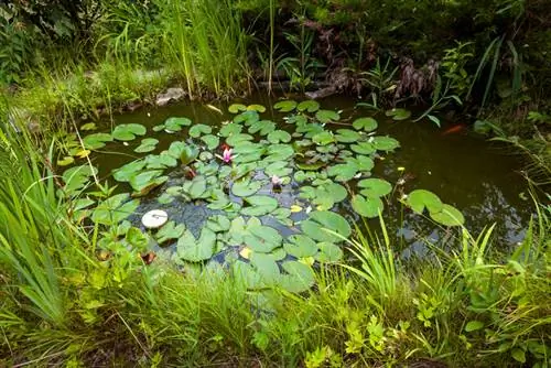 Filter plants pond