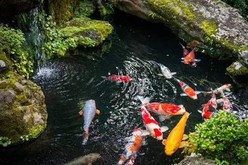 Kada išjungti tvenkinio filtrą