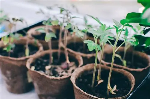 Planten kweken gemakkelijk gemaakt: maak je eigen kas