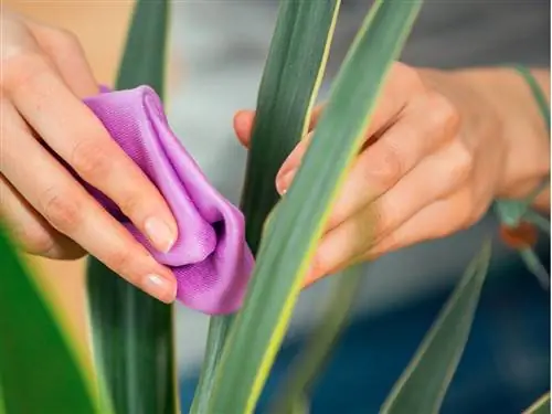 דקל יוקה עם ציפוי לבן: סיבות ותרופות