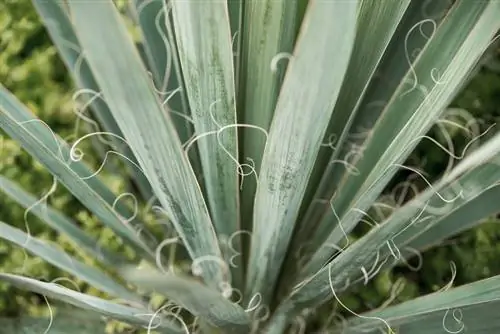 Condividi Yucca: ecco come propagare correttamente il tuo giglio di palma