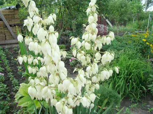 Yucca verplanten: hoe u de locatie in de tuin kunt veranderen