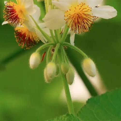 Zimmerlinde allergia