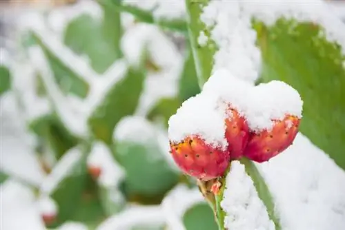 Cactussen winterhard