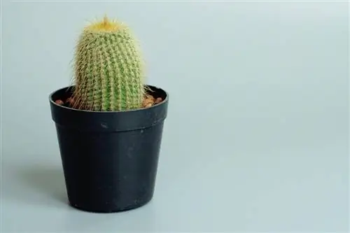 Cactussen voor beginners: 3 gemakkelijk te onderhouden soorten in één oogopslag