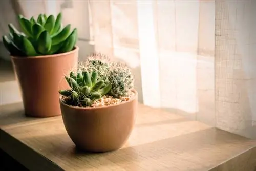 Cactus en el alféizar de la ventana: cómo cuidarlos adecuadamente