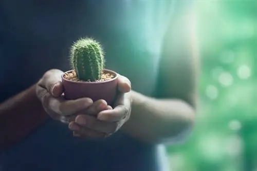 Entretenir avec succès des cactus - les facteurs clés en un coup d'œil