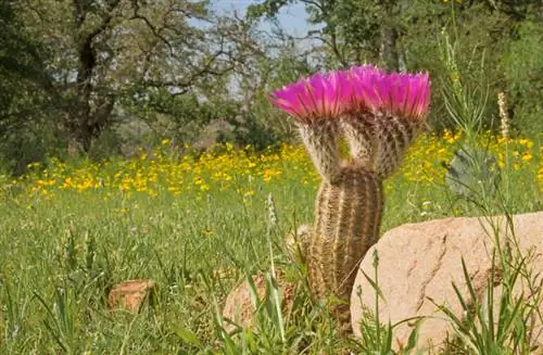 Kaktusse vir die tuin