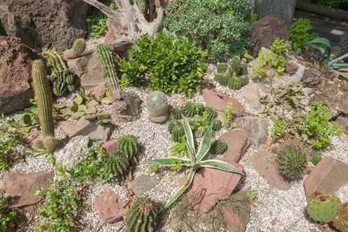 Gradina de cactusi