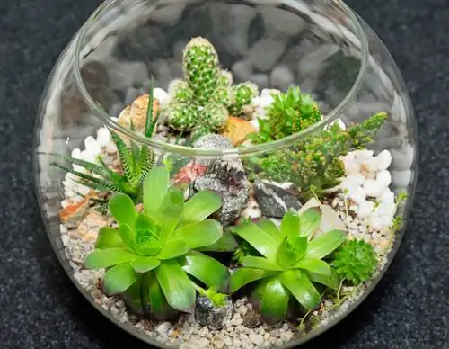 Een glazen cactustuin: hoe transformeer ik een aquarium?