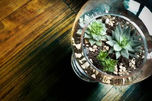 Cacti sa terrarium