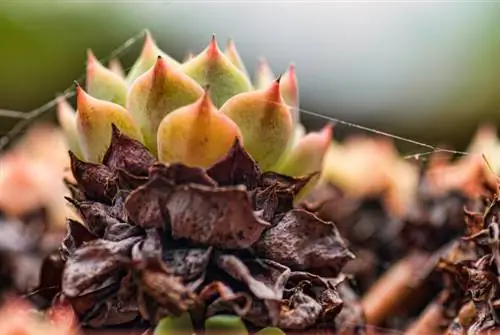 Reconocer y tratar las enfermedades de los cactus: consejo de expertos